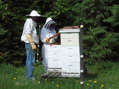 The Buzz on Honeybees Image